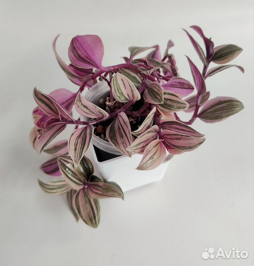 Традесканция розовый холм