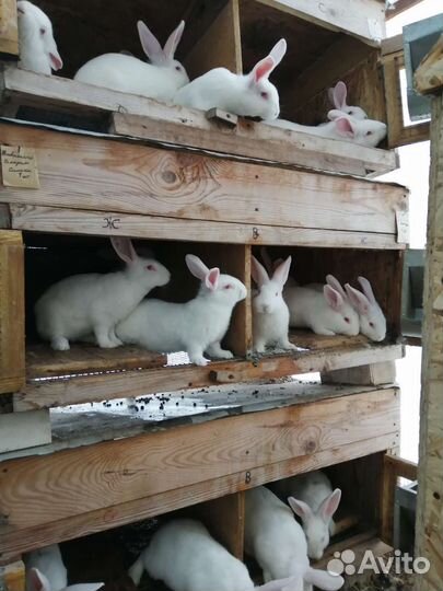 Кролики белый Паннон