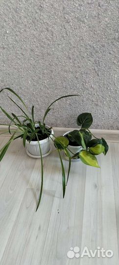 Хлорофитум, филодендрон 