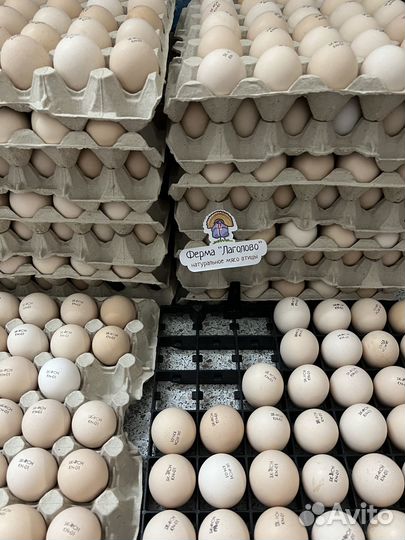 Цыплята бройлеры суточные