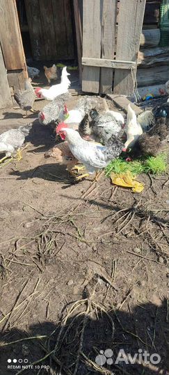 Молодые петухи