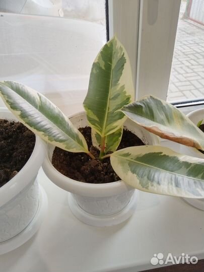 Комнатные цветы