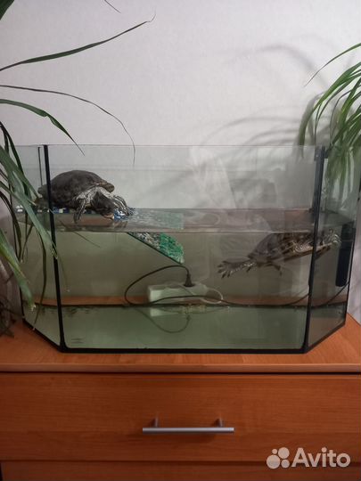 Аквариум для черепах