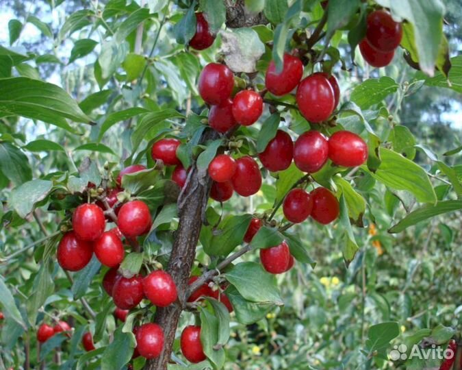 Саженцы кизила Елена