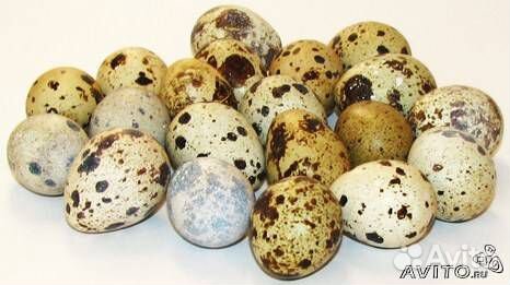 Перепёлки японские