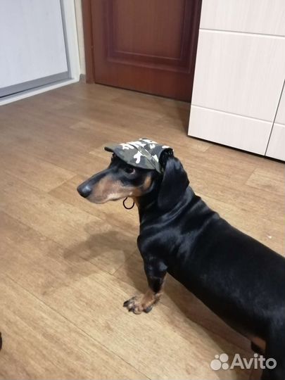 Кепка для собак