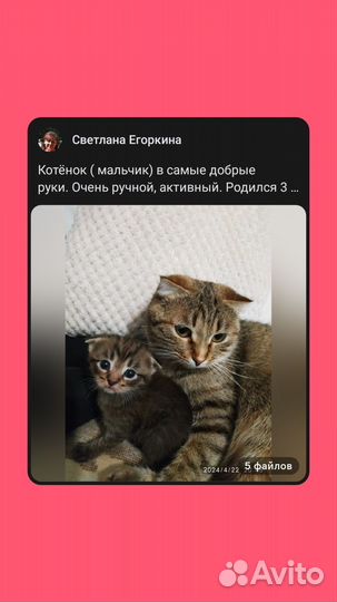 Котик