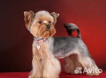 Стрижки, груминг, стрижка, уход за собаками