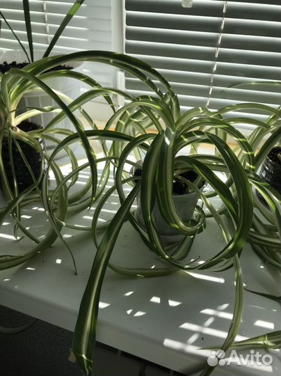 Хлорофитум