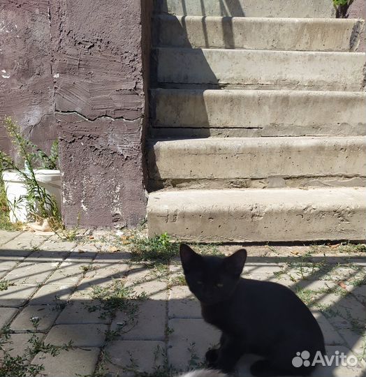 Котенок в добрые руки