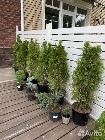 Туя смарагд 90-100