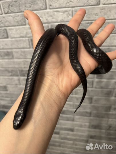 Королевская змея нигрита