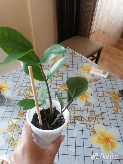 Замиокулькас