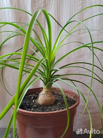 Нолина (Бокарнея,Пальма бутылочная )