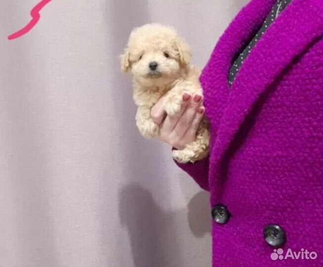 Мальтипу- пудели-мальтез микро мини карманные
