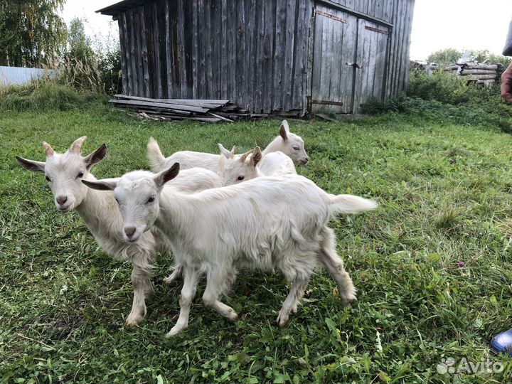 Козлята
