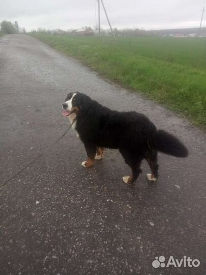 Бернский зенненхунд вязка