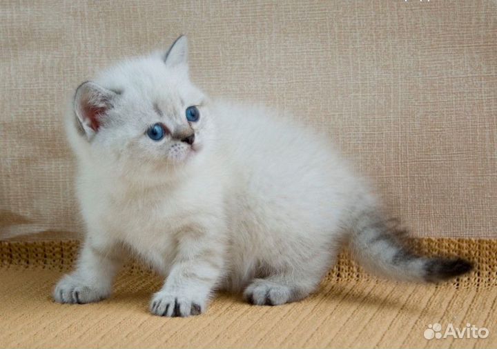Вислоухие и прямоухие котята