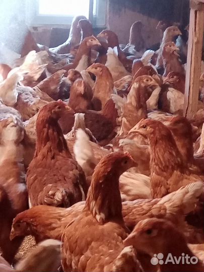 Курочки молодки 4.5мес. Ломан браун,Браун Ник