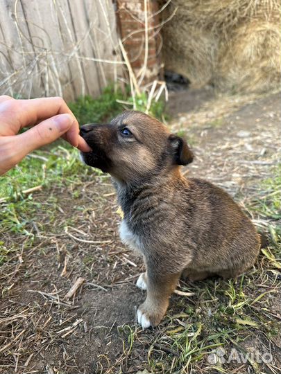 Маленькие щенята ищут дом