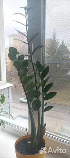 Замиокулькас