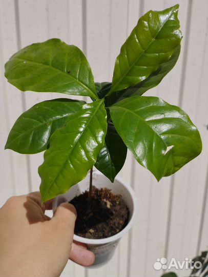 Декоративно-лиственные и суккулентные растения