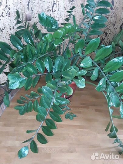 Замиокулькас большой цветущий