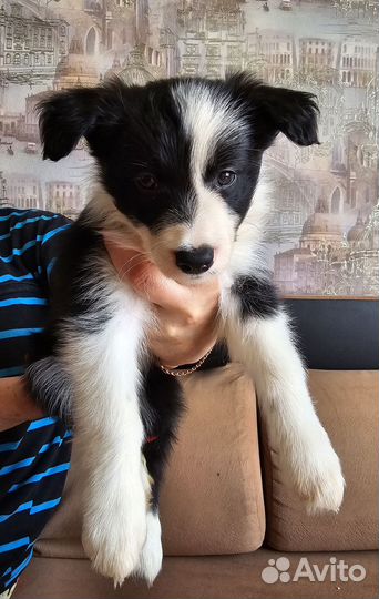 Щенок бордер колли