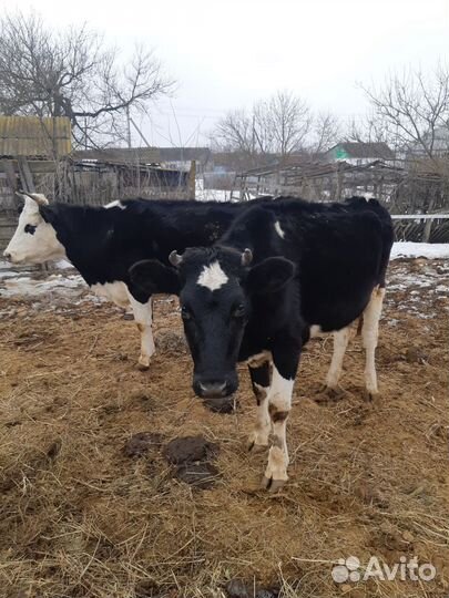 Телки стельные