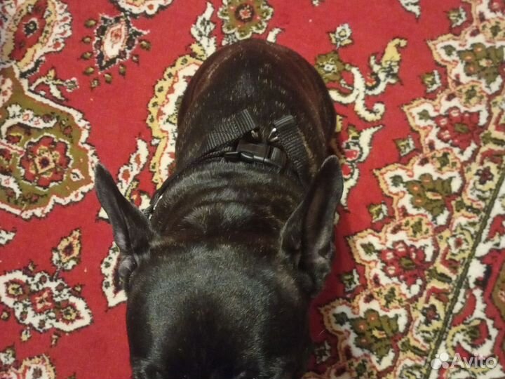 Шлейка для средней собаки