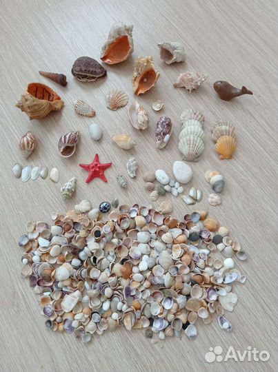 Морские ракушки