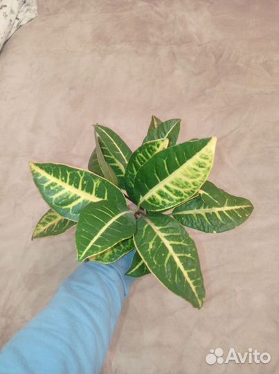 Кодиеум кротон