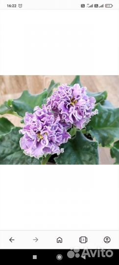 Продам сортовые фиалки