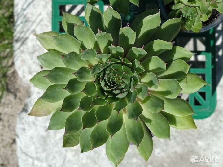 Суккулент.Молодило,Каменная роза