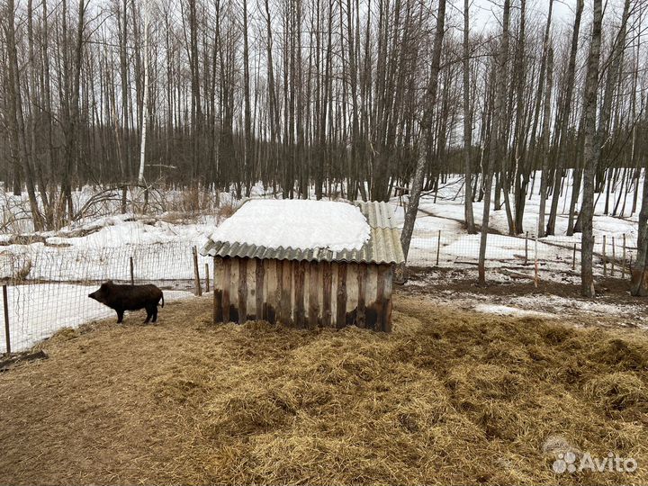 Дикий кабан