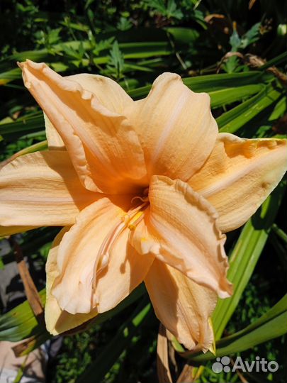 Лилейник, астильба