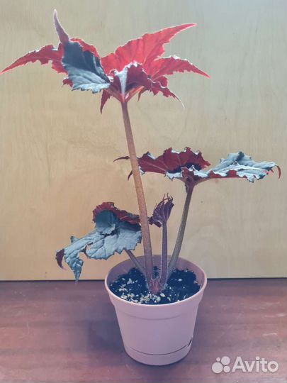 Бегония Black Taffeta