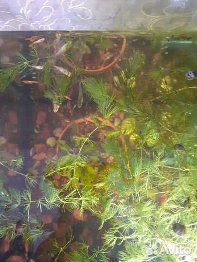 Рыбки гупики