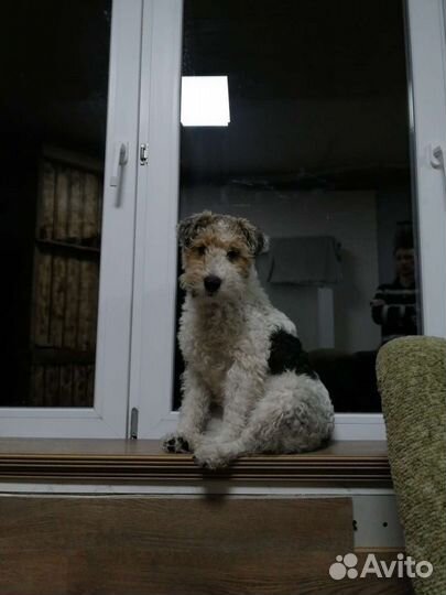 Жесткошерстный фокс ищет подругу