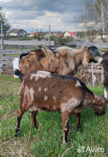 Козы дойные, козел