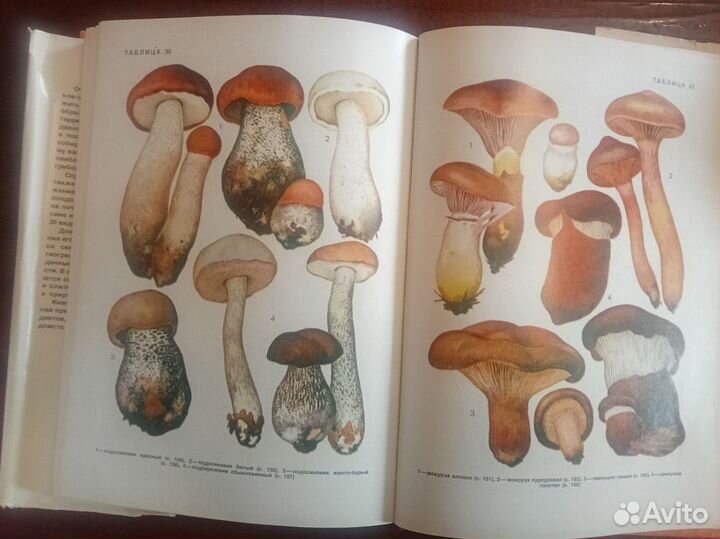 Книга Грибы СССР