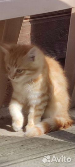 Котенок Рыжик в дар