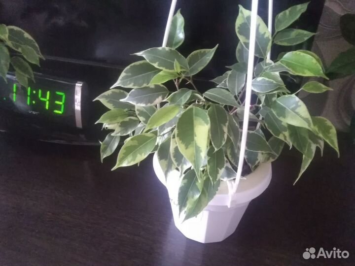 Хедера,фикусы,филы