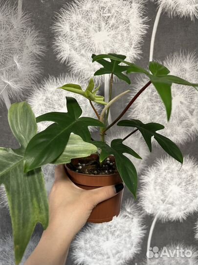 Филодендрон