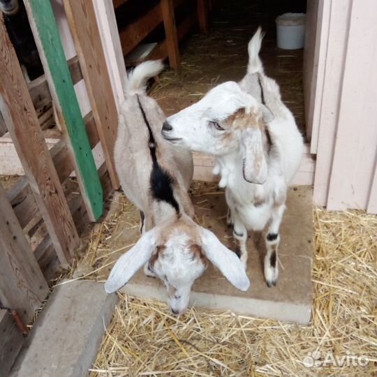 Продажа козлят