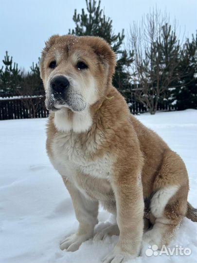 Среднеазиатская овчарка алабай щенки