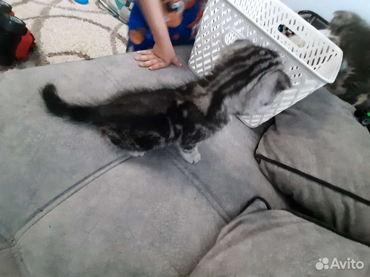 Британские котята