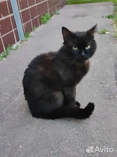 Котику Мишке очень одиноко