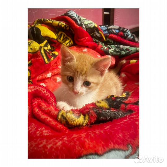 Котенок мальчик 3 месяца