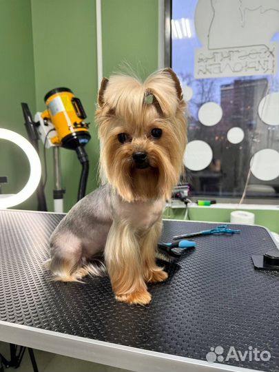 Груминг для собак